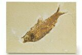 Detailed Fossil Fish (Knightia) - Wyoming #340831-1